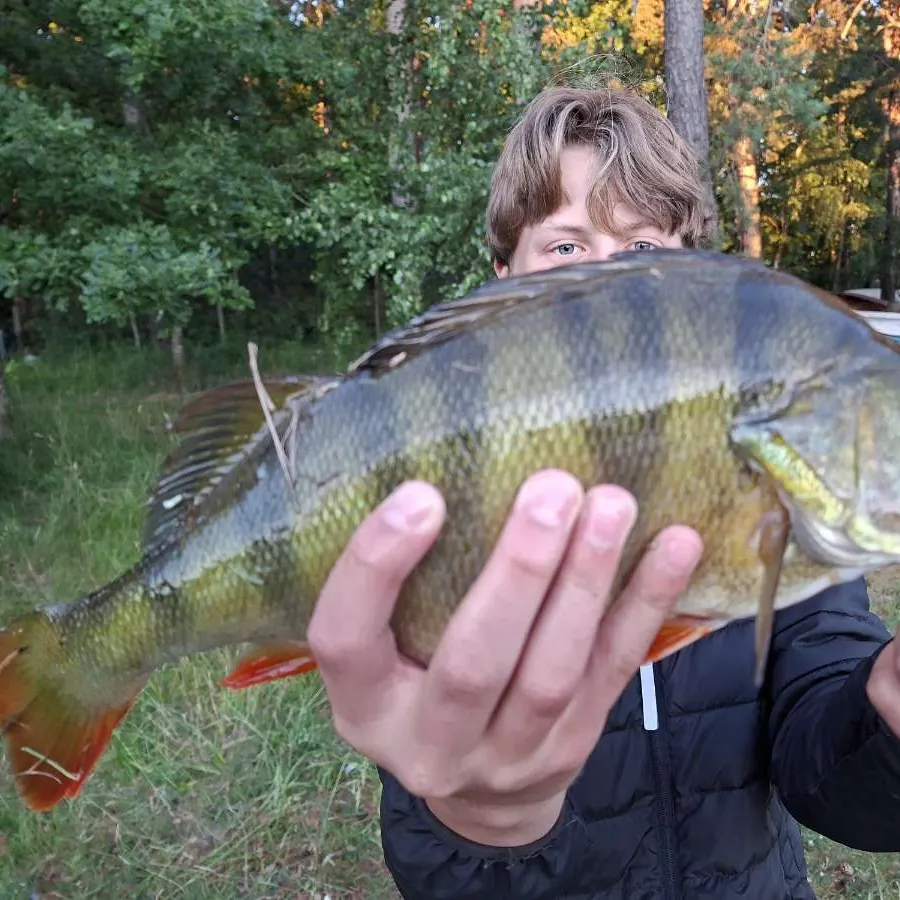 European perch caught on Fishbrain