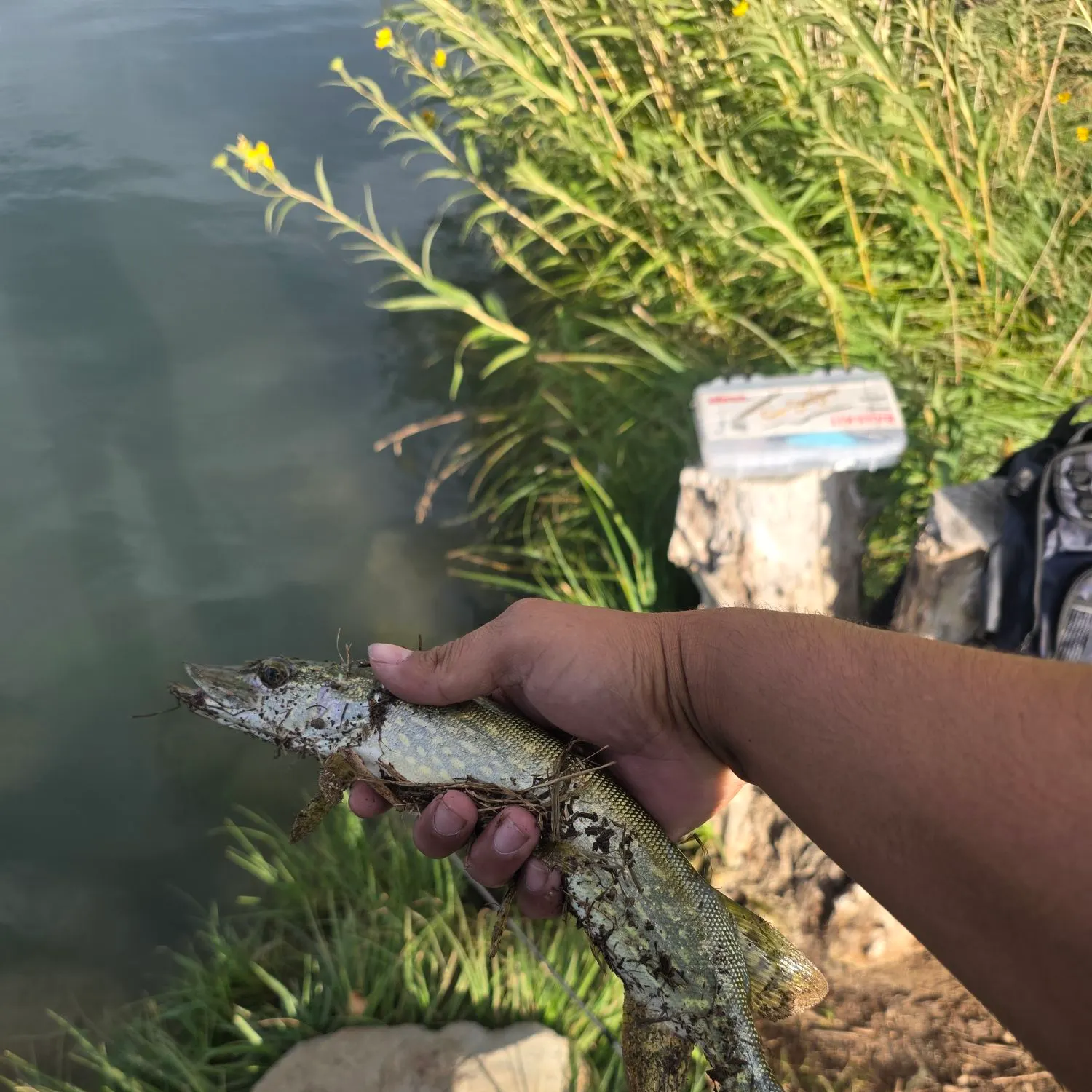 Northern pike caught on Fishbrain