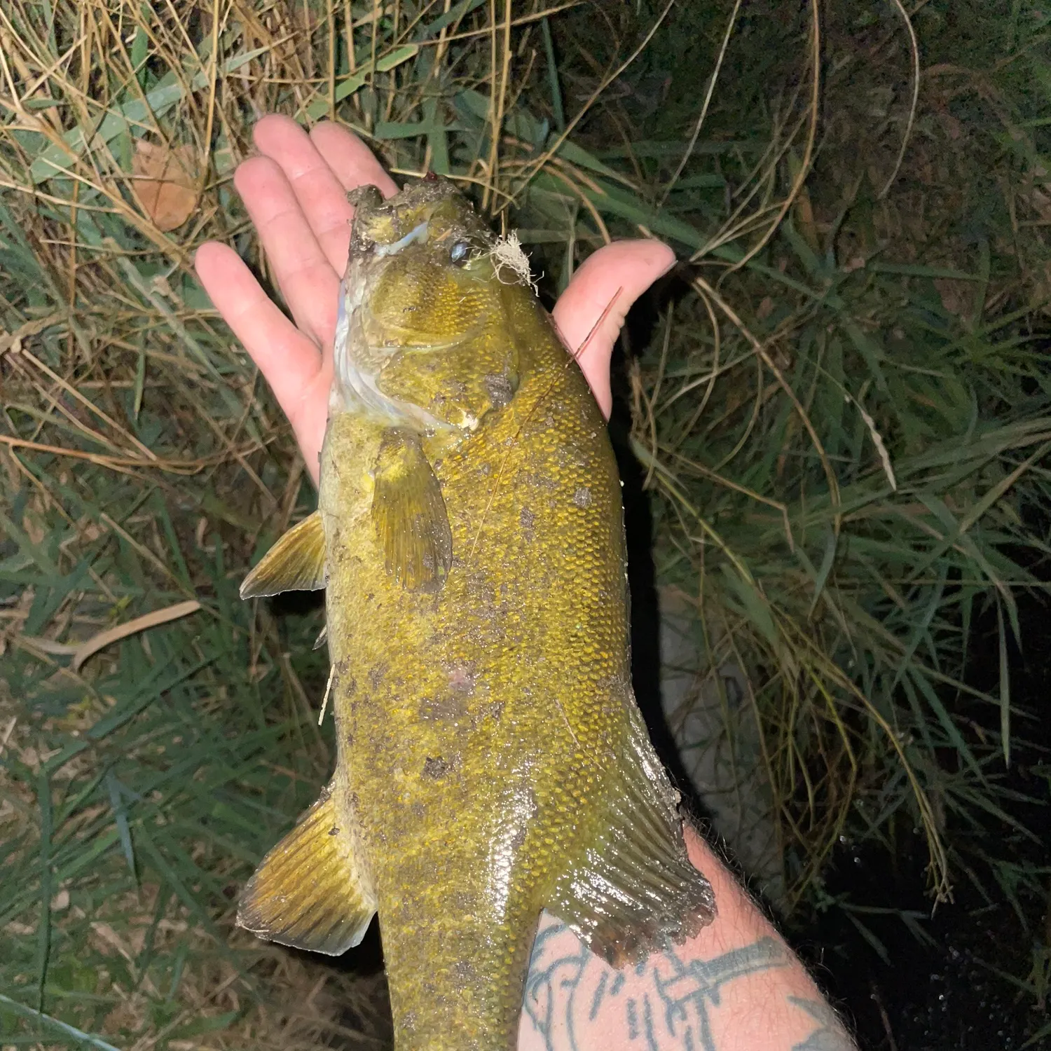 Smallmouth bass caught on Fishbrain