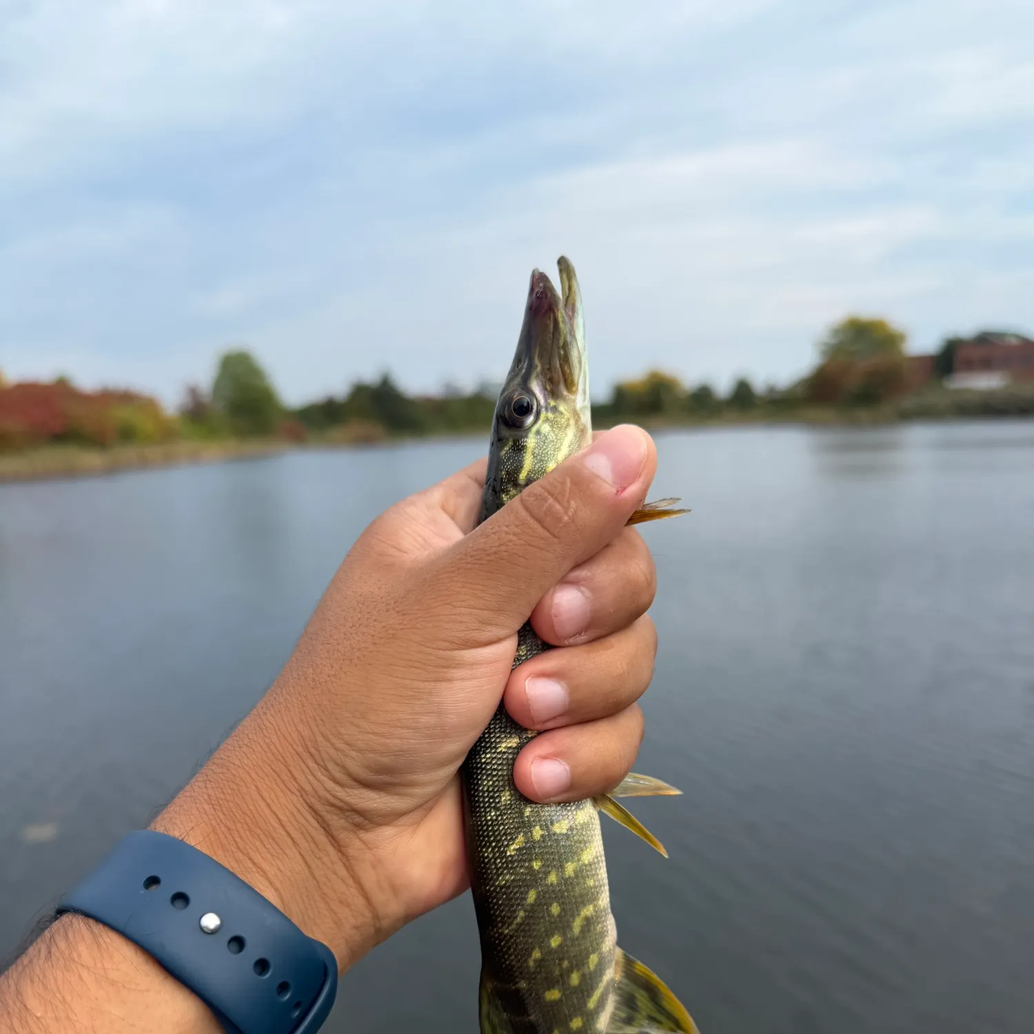 Northern pike caught on Fishbrain