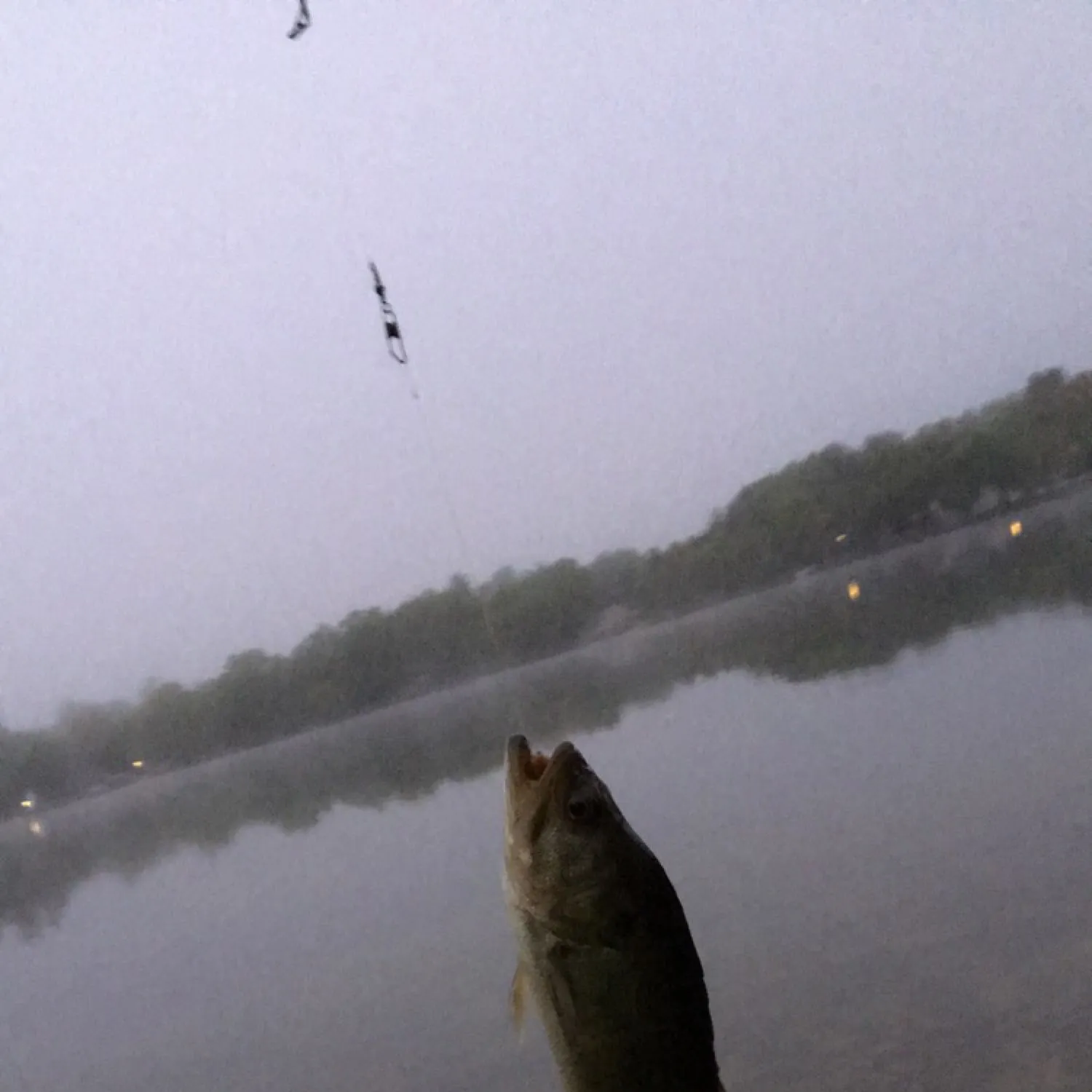angler catch