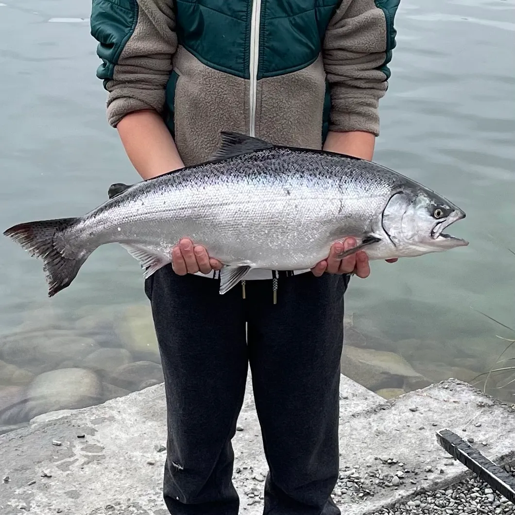 Atlantic salmon caught on Fishbrain
