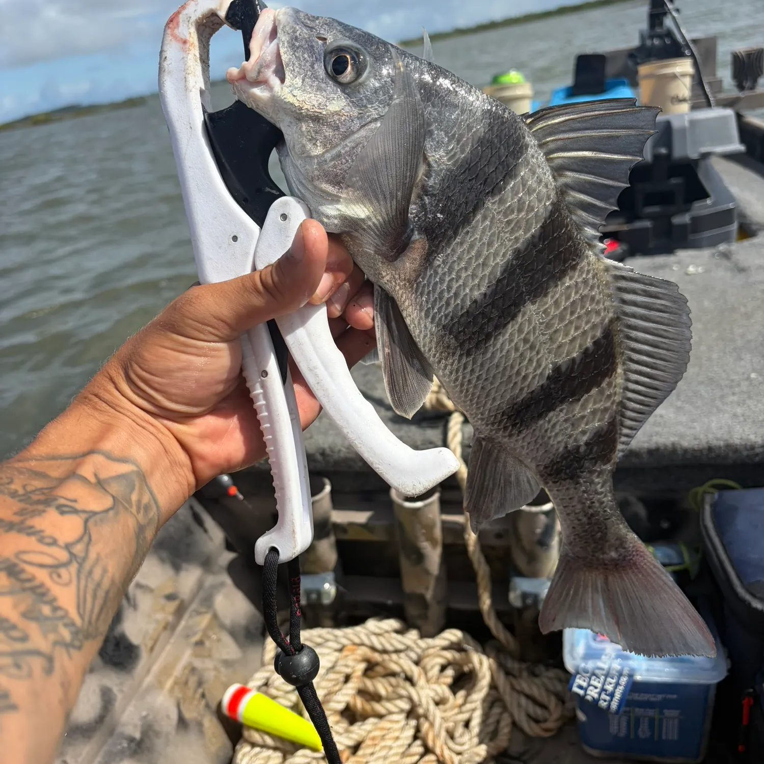 Black drum caught on Fishbrain