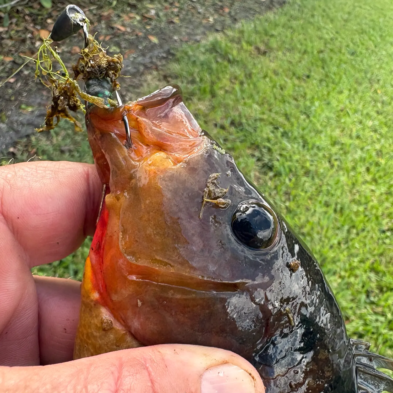 The most recent Butterfly peacock bass catches on Fishbrain