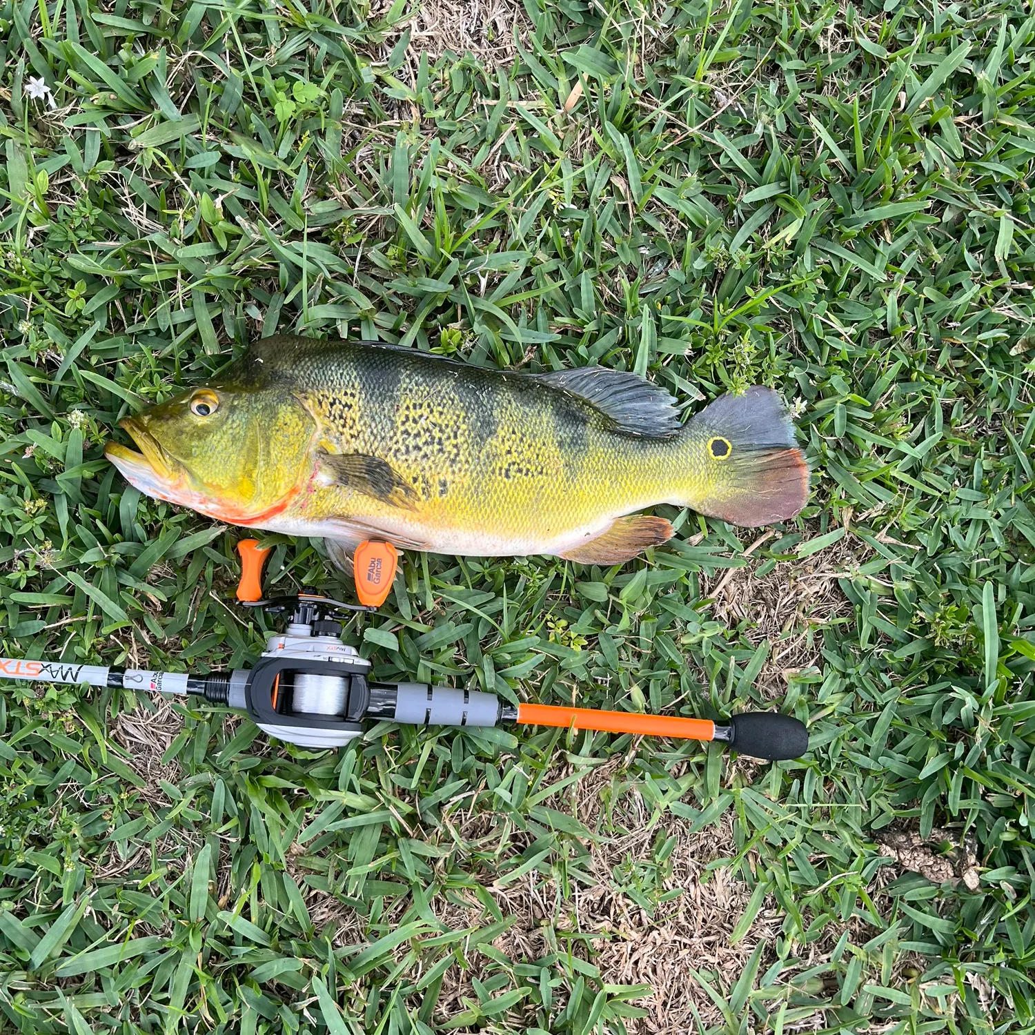 Butterfly peacock bass caught on Fishbrain