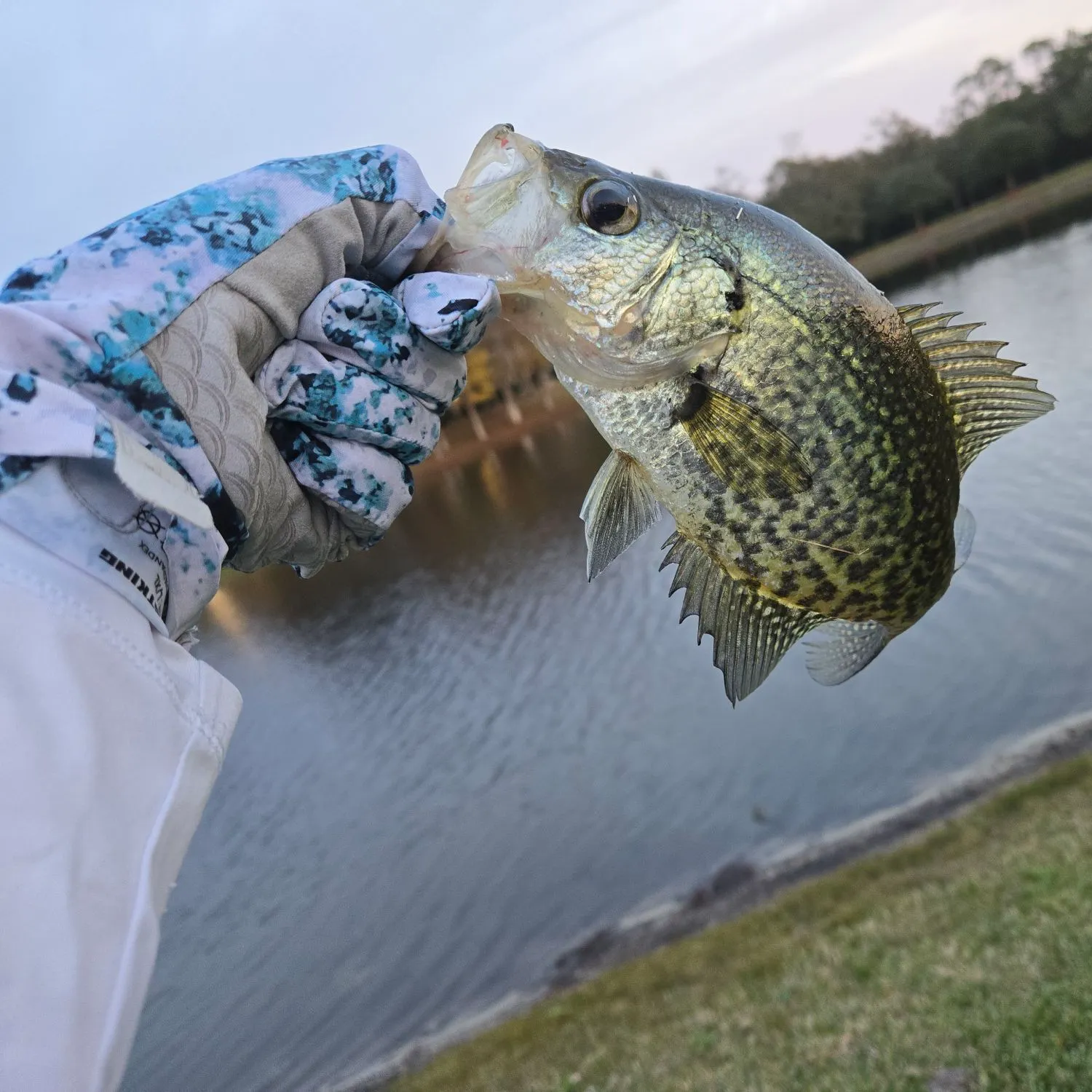 The most recent Black crappie catches on Fishbrain