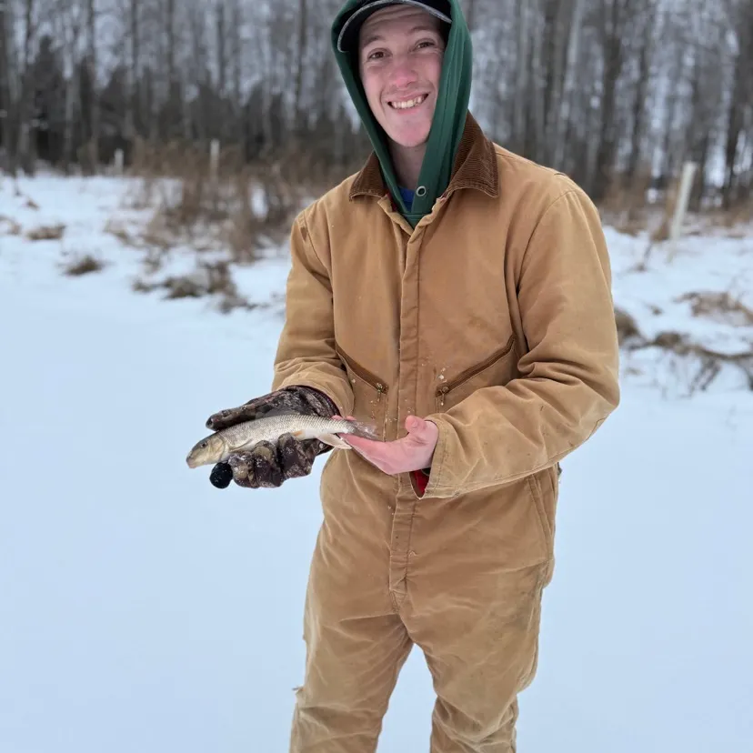 The most recent White sucker catches on Fishbrain