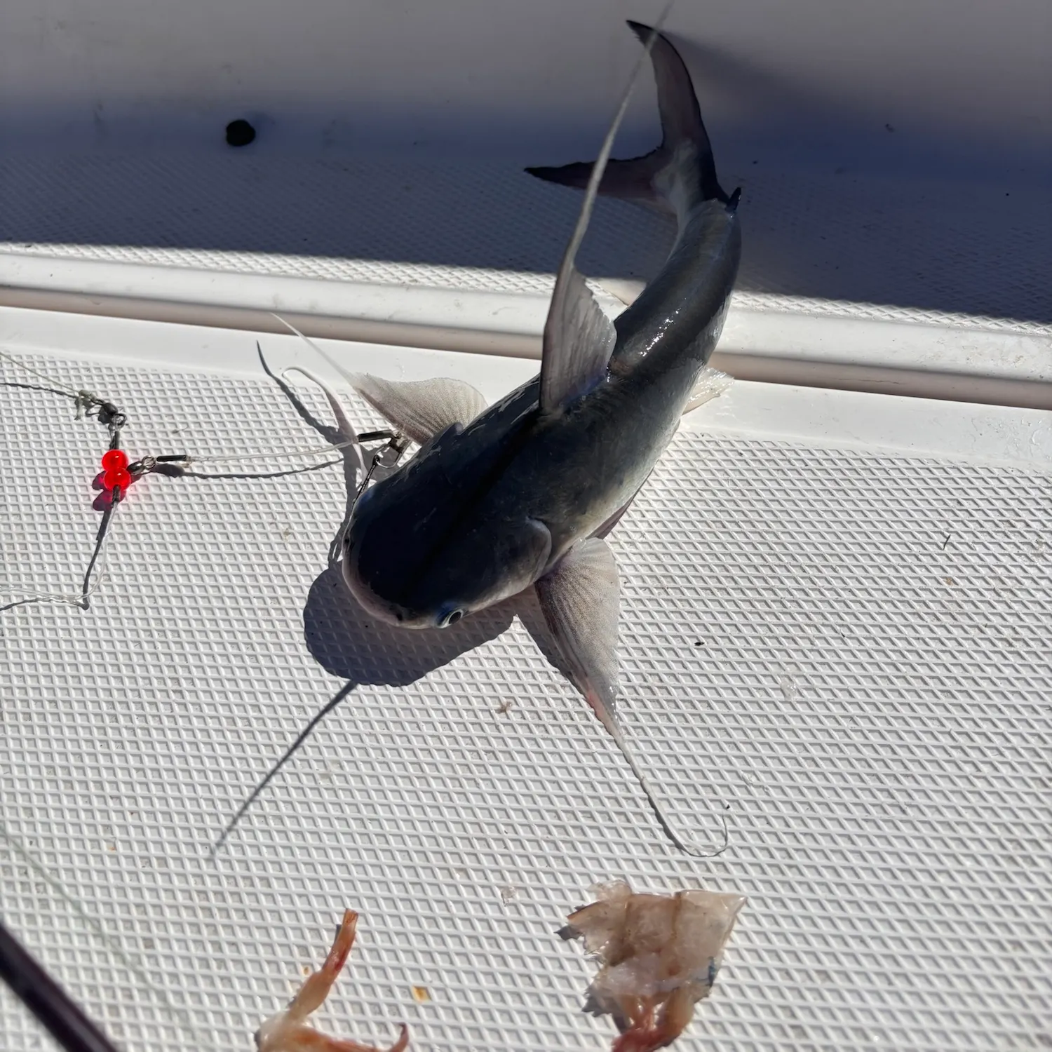 Gafftopsail sea catfish caught on Fishbrain