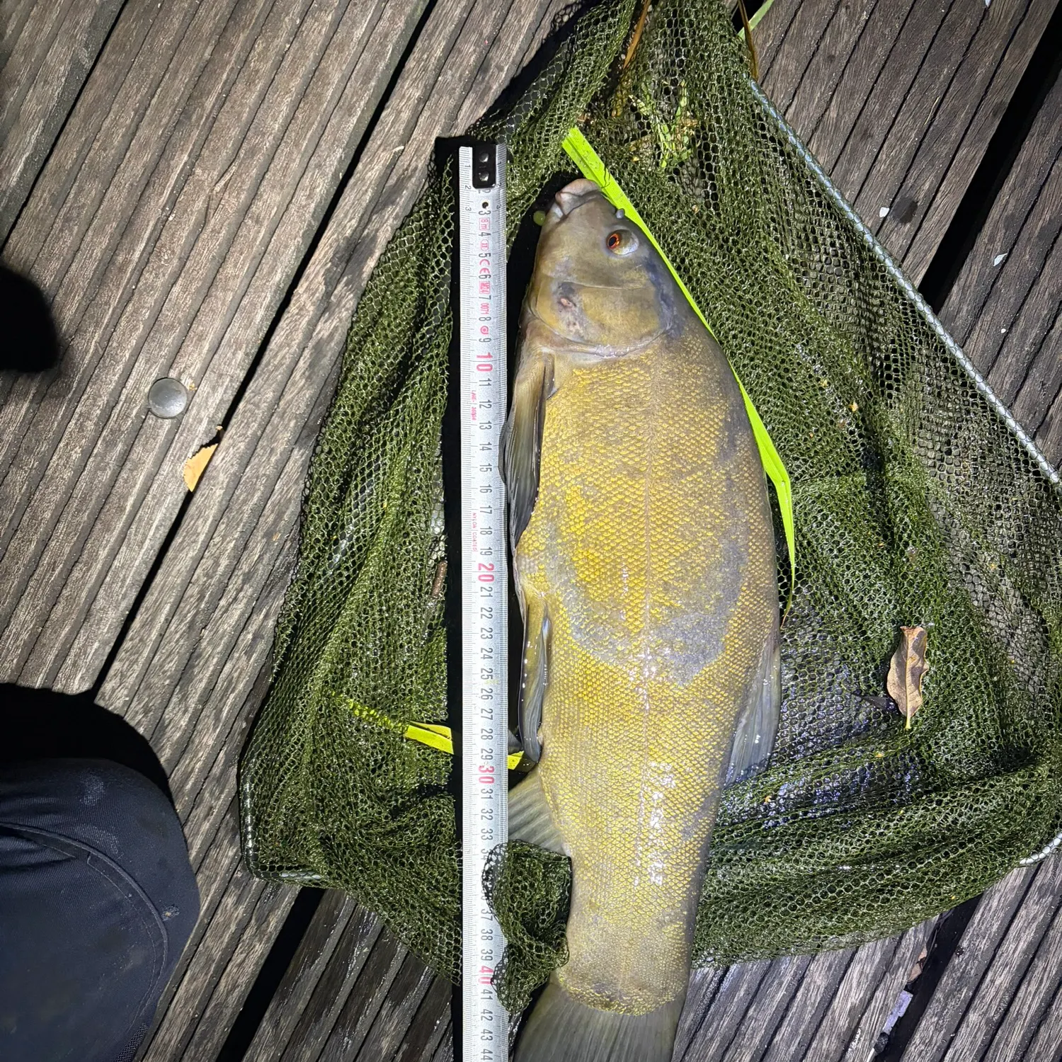 Tench caught on Fishbrain