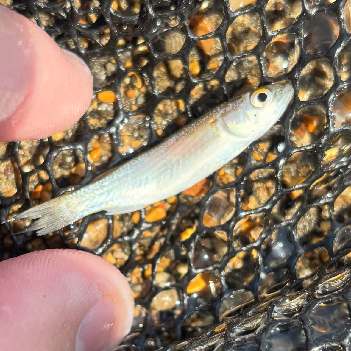 Big-scale sand smelt caught on Fishbrain