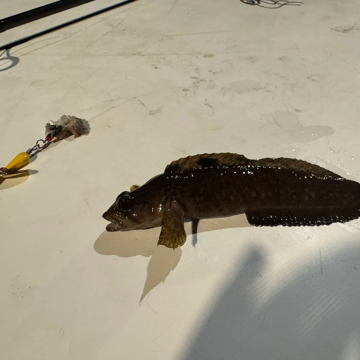 The most recent Radiated shanny catches on Fishbrain