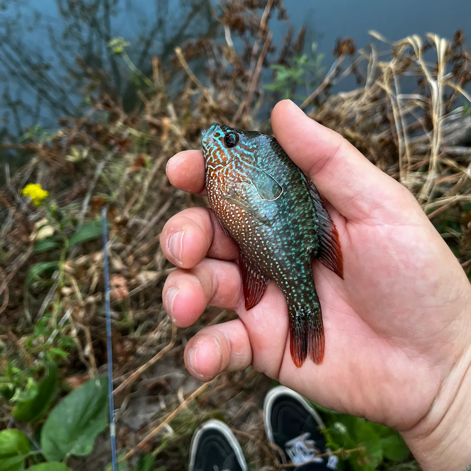 Longear sunfish caught on Fishbrain