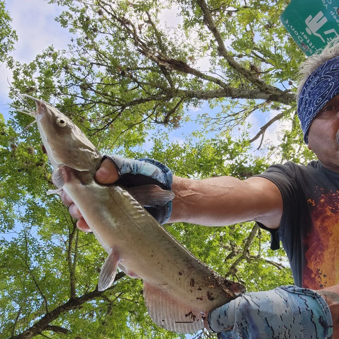 Channel catfish caught on Fishbrain