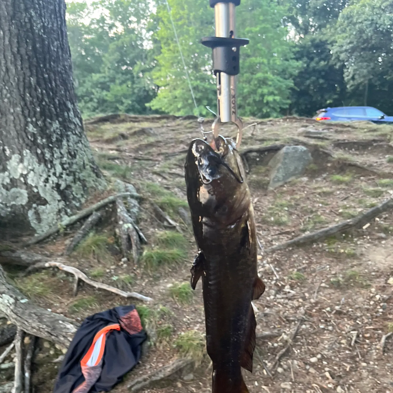 The most recent Eyetail bowfin catches on Fishbrain