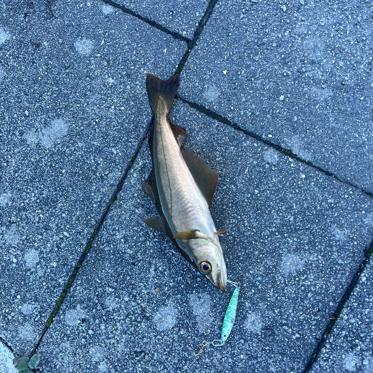 Pollack caught on Fishbrain