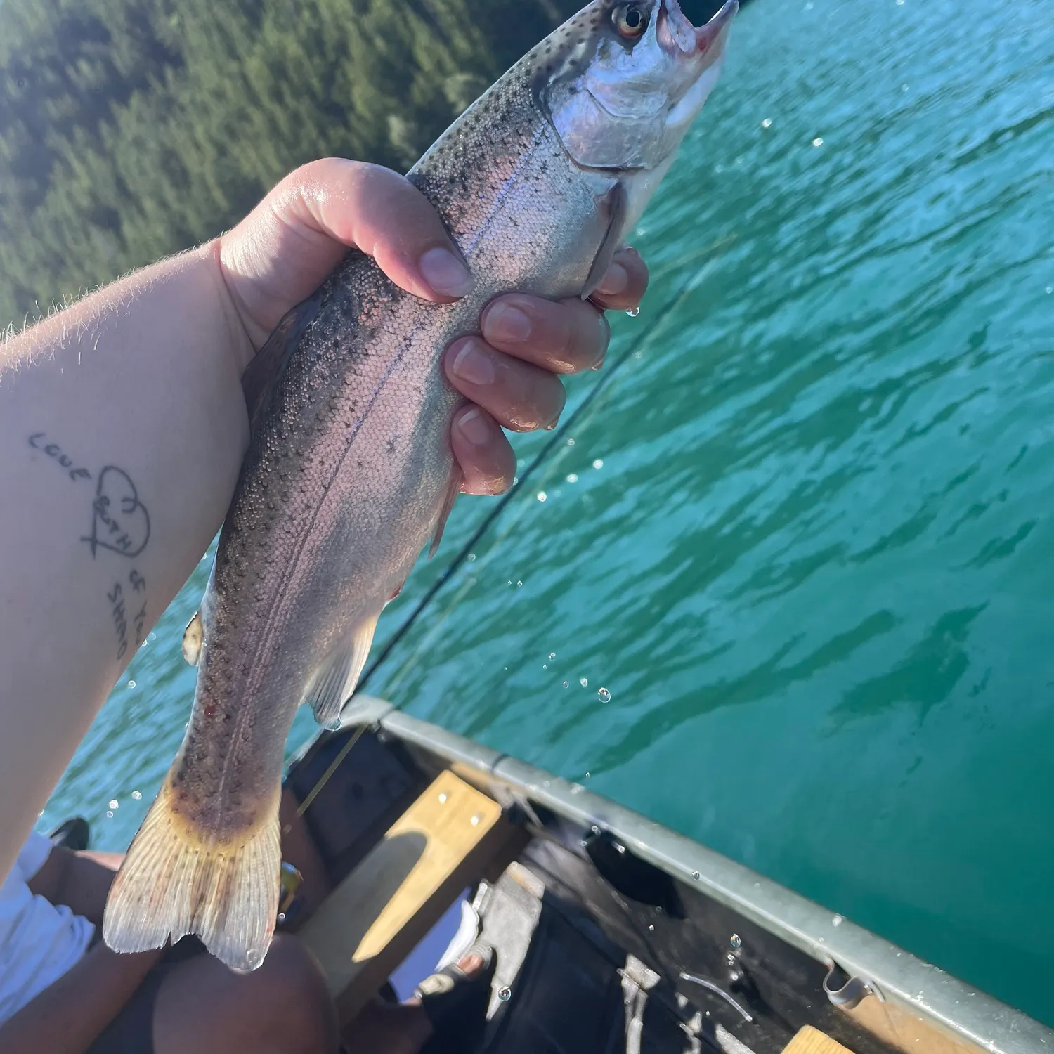 recently logged catches