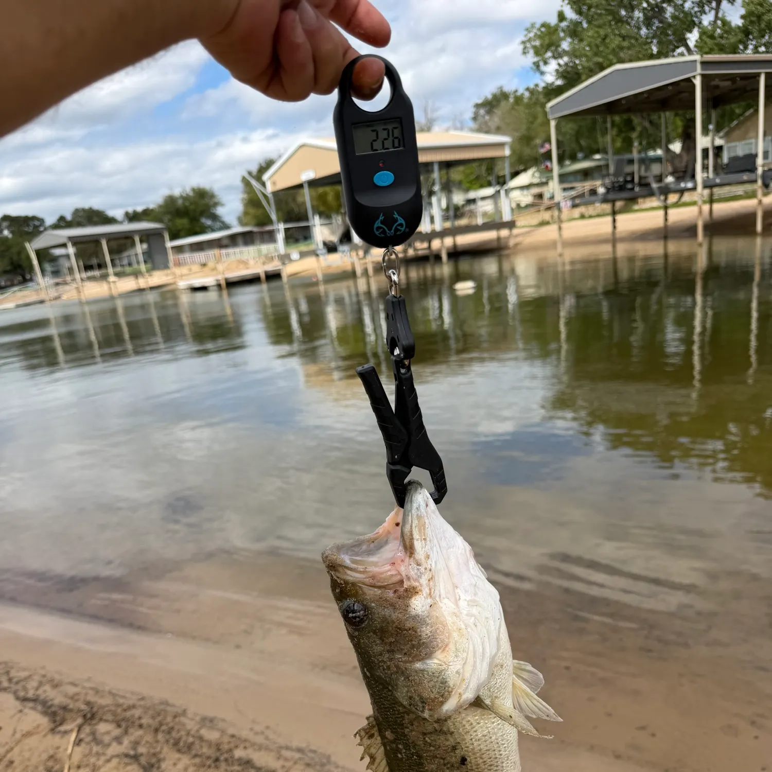 Largemouth bass caught on Fishbrain