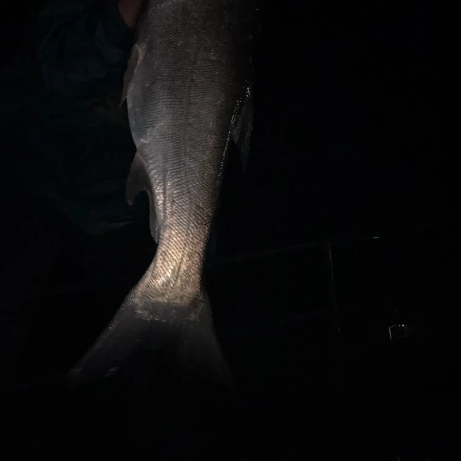 Silver carp caught on Fishbrain