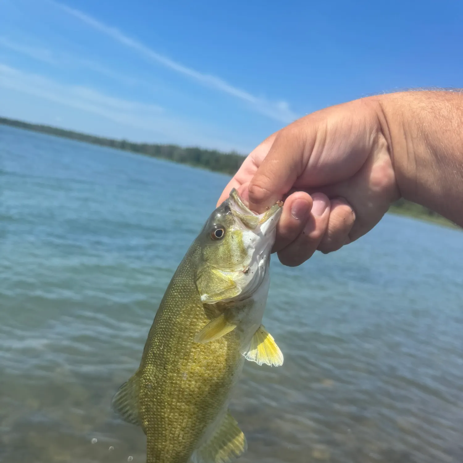 Smallmouth bass caught on Fishbrain