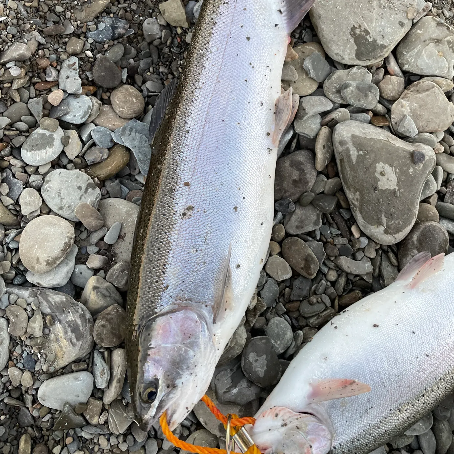 Steelhead caught on Fishbrain
