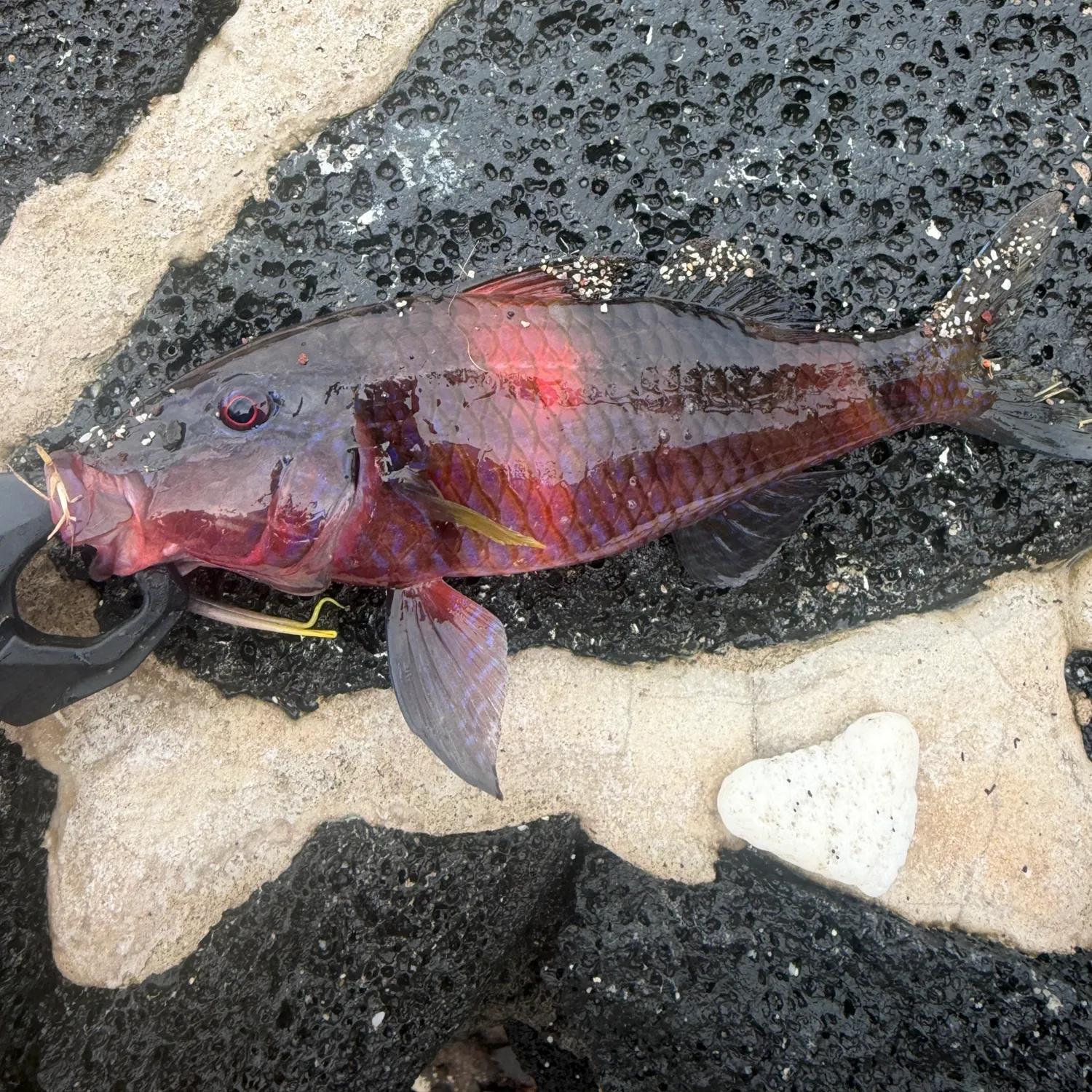 Whitesaddle goatfish caught on Fishbrain