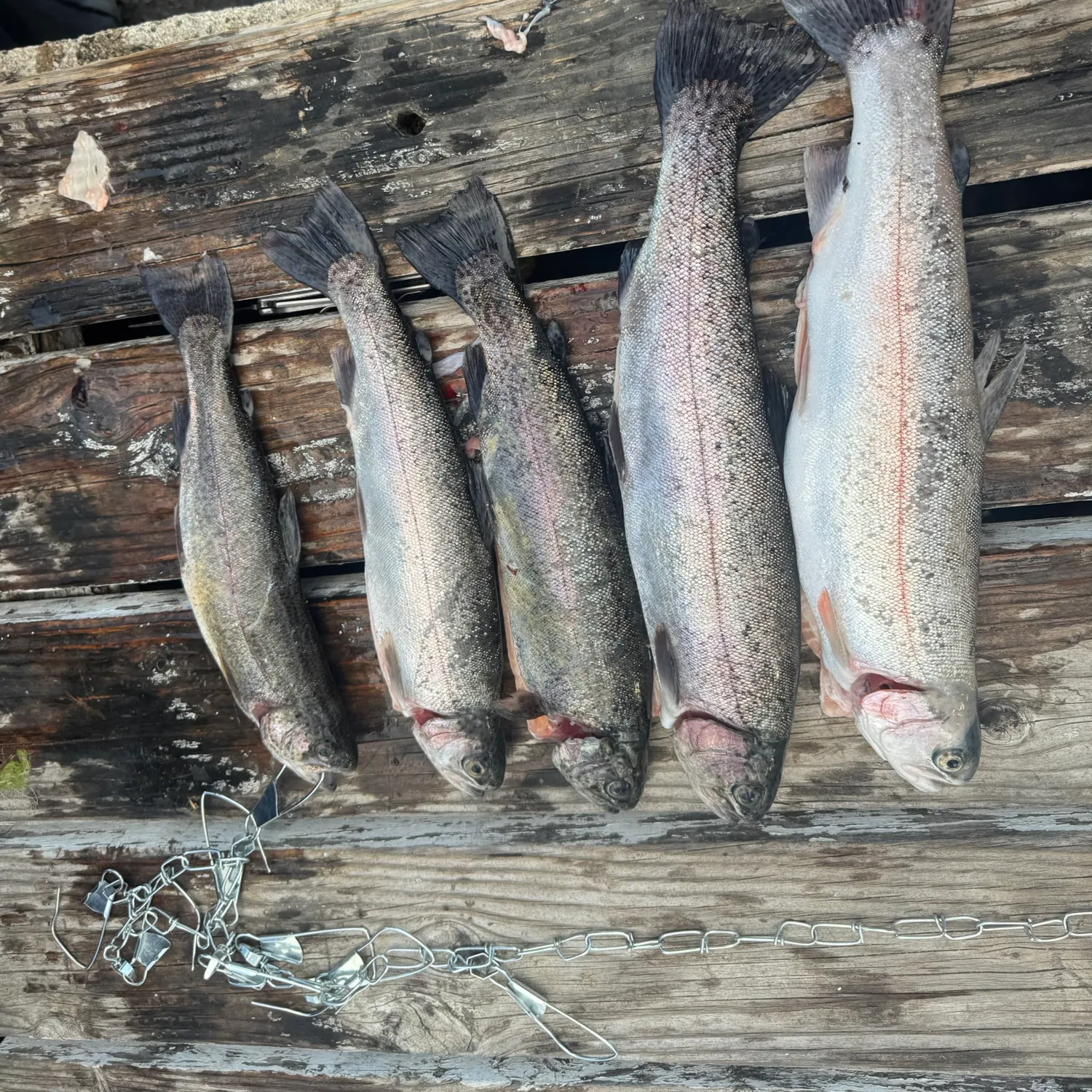 recently logged catches