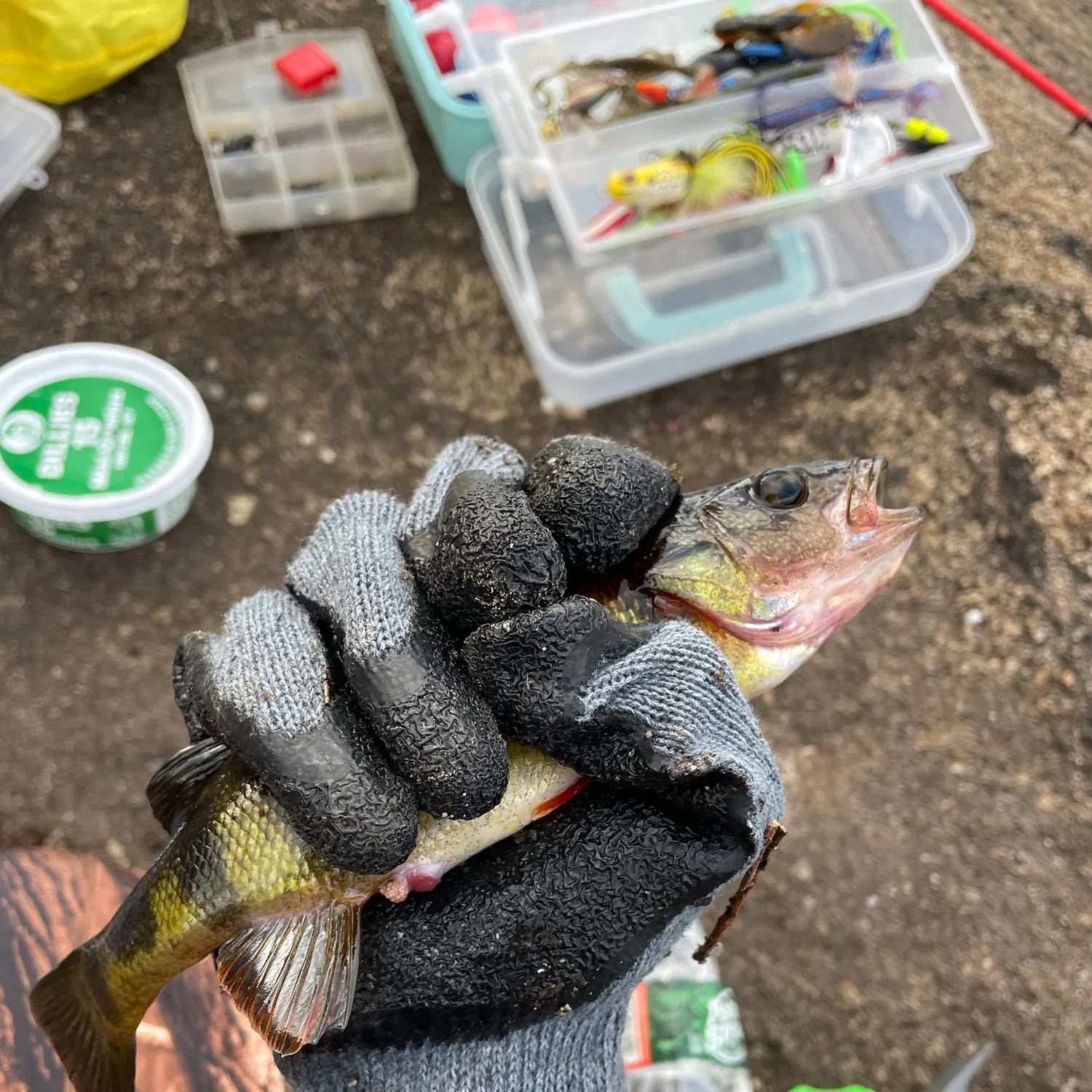 Yellow perch caught on Fishbrain