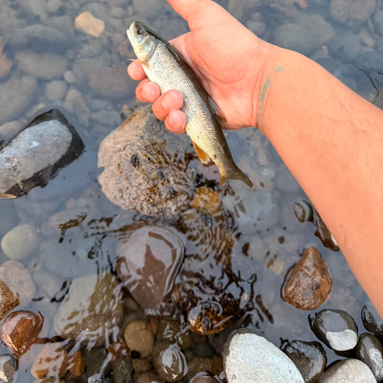 Northern pikeminnow caught on Fishbrain
