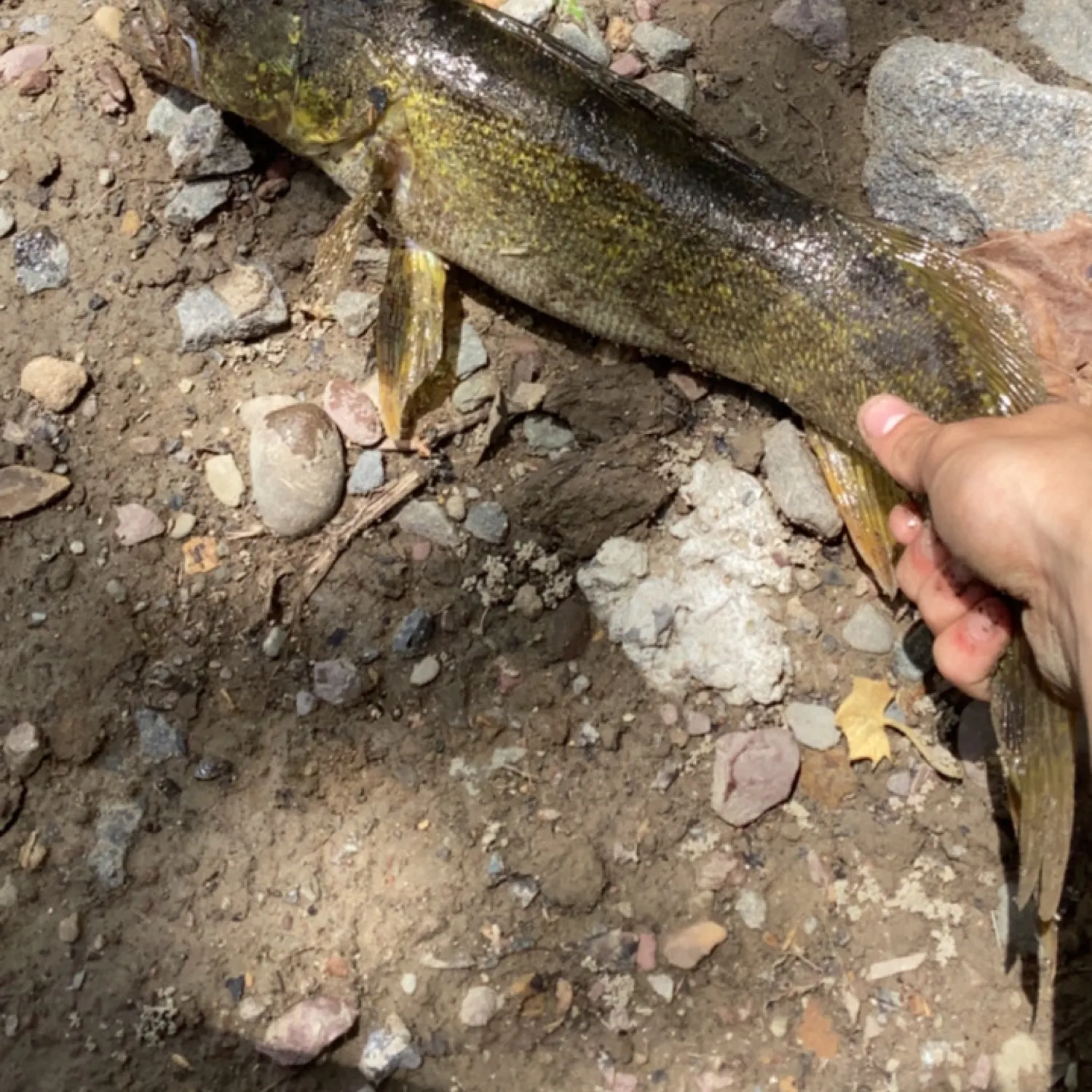 The most recent Walleye catches on Fishbrain