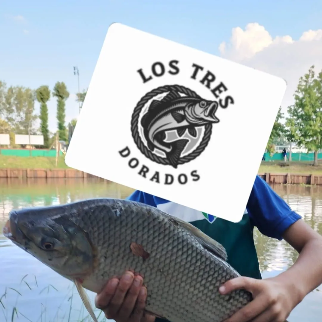 The most recent Tarpon catches on Fishbrain