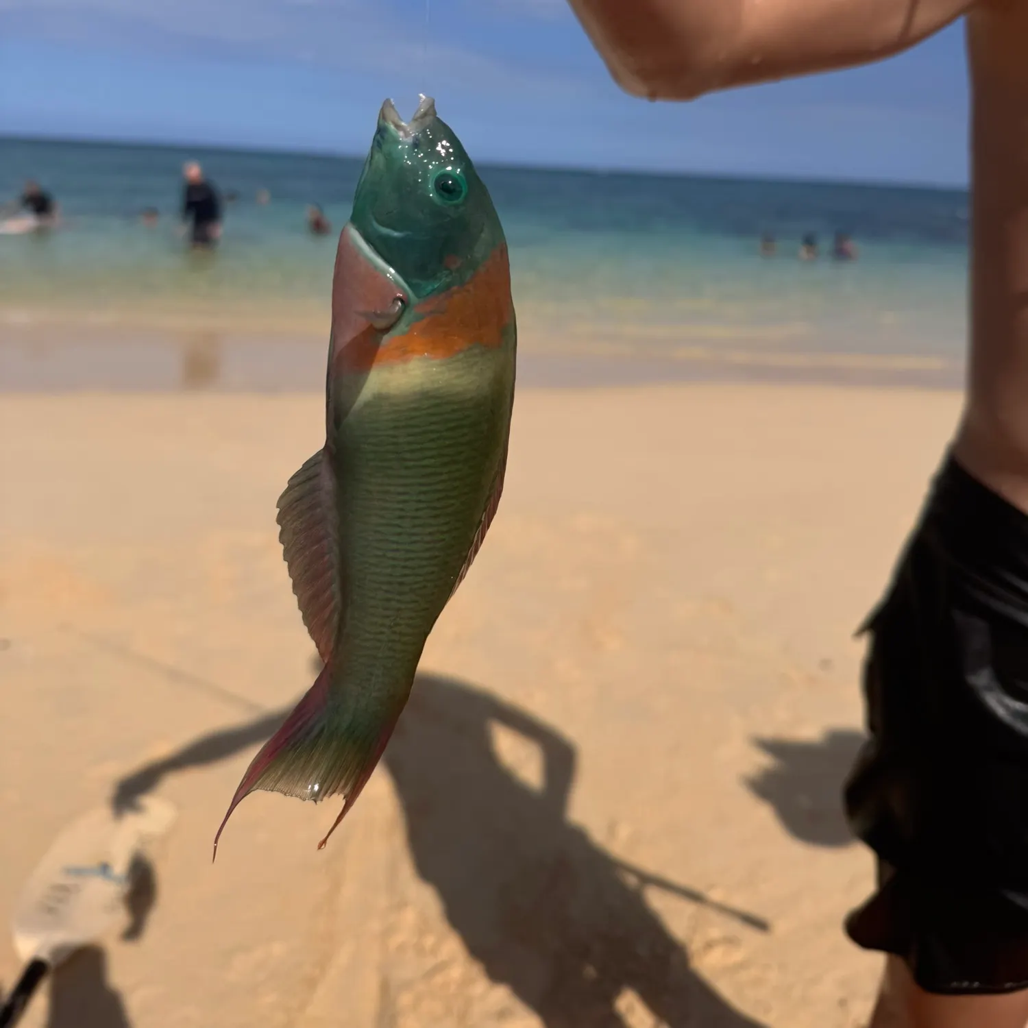 The most recent Saddle wrasse catches on Fishbrain