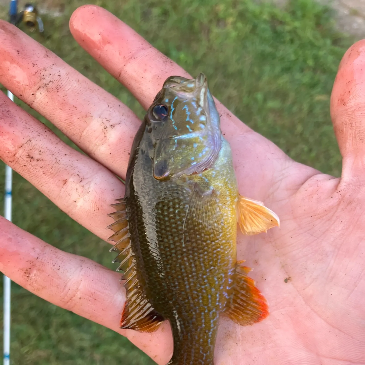 Green sunfish caught on Fishbrain