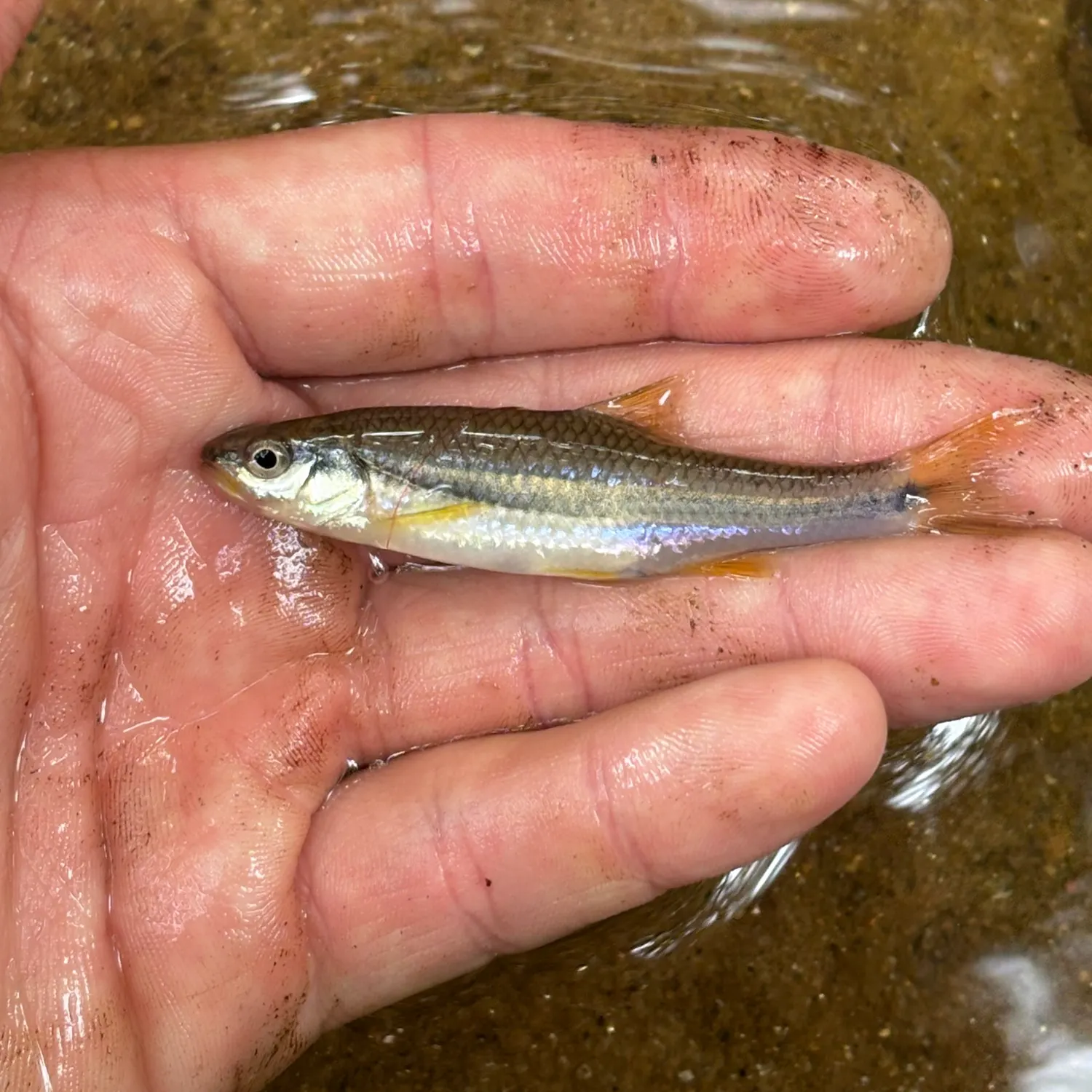 The most recent Yellowfin shiner catches on Fishbrain