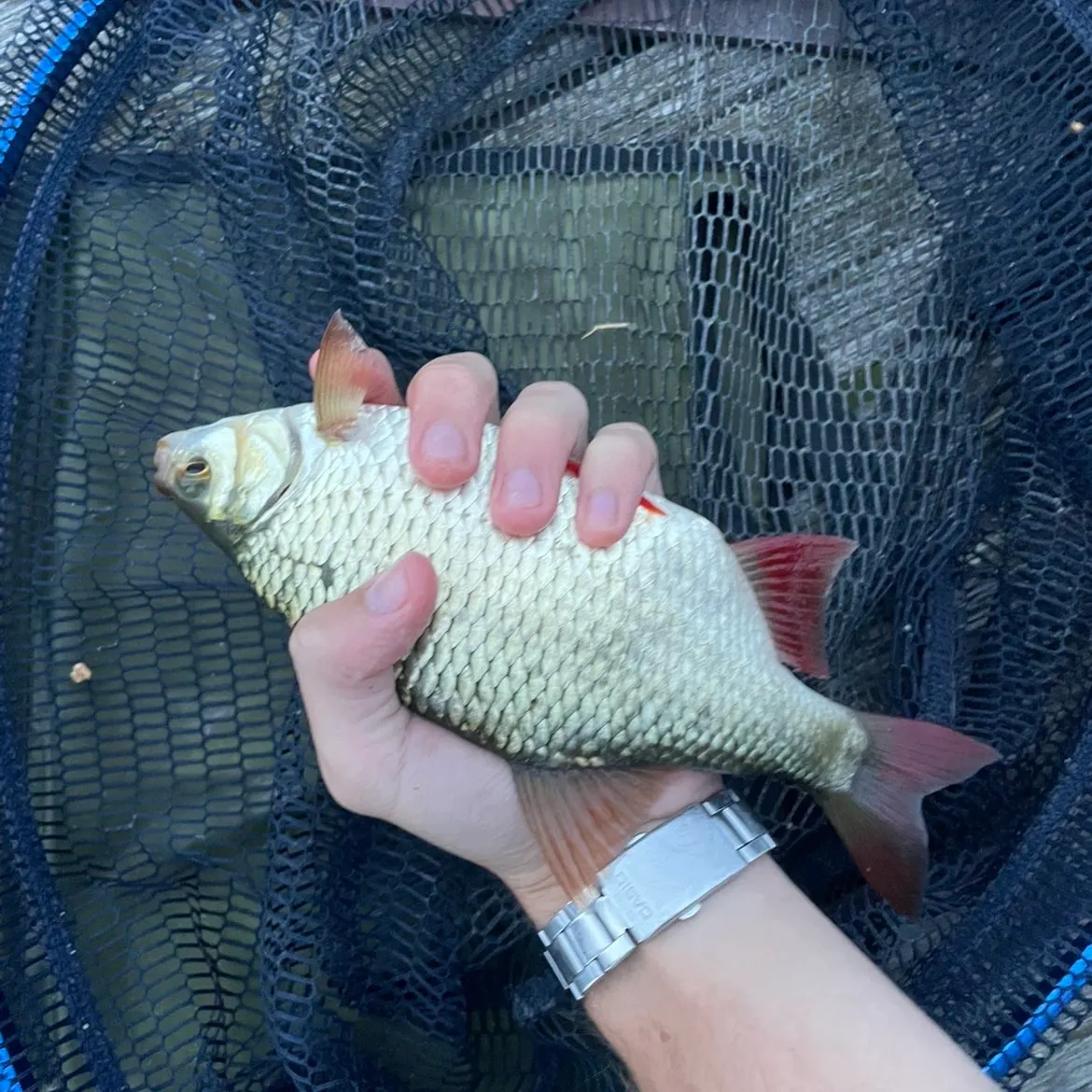 Common rudd caught on Fishbrain