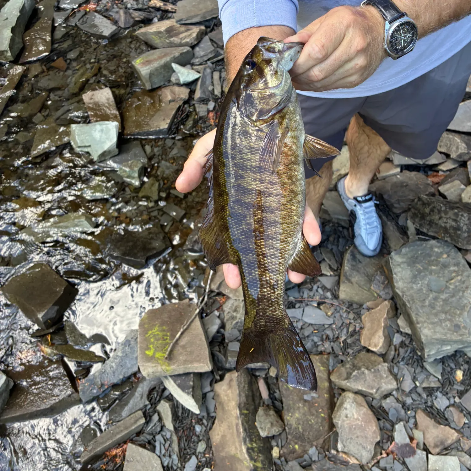Smallmouth bass caught on Fishbrain