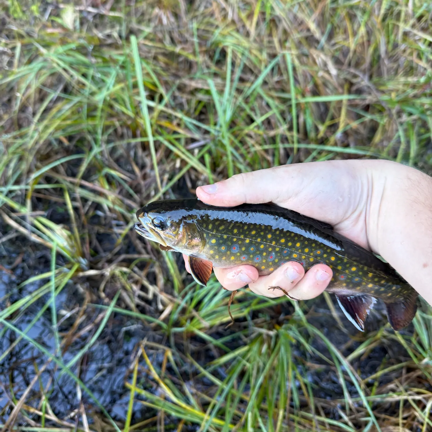 Brook trout caught on Fishbrain