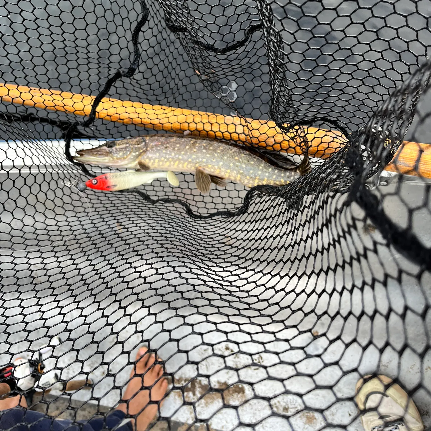 Northern pike caught on Fishbrain