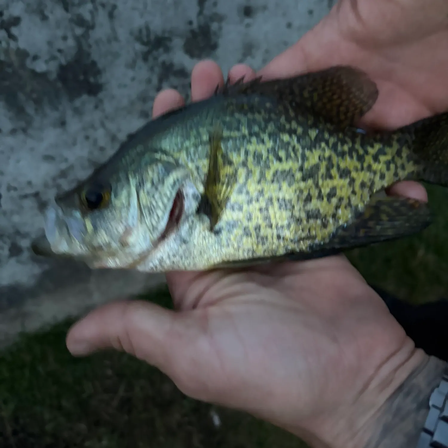 catch