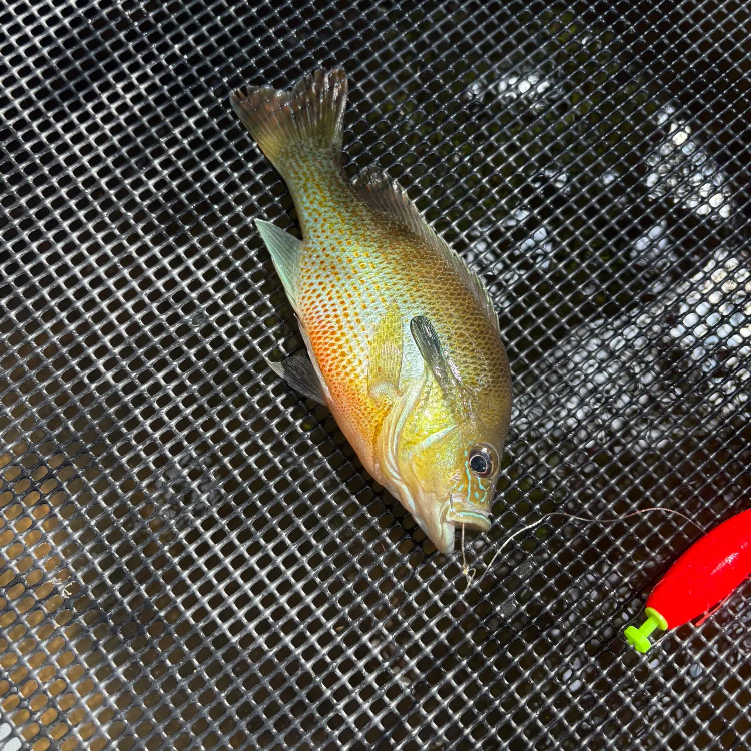 Redbreast sunfish caught on Fishbrain