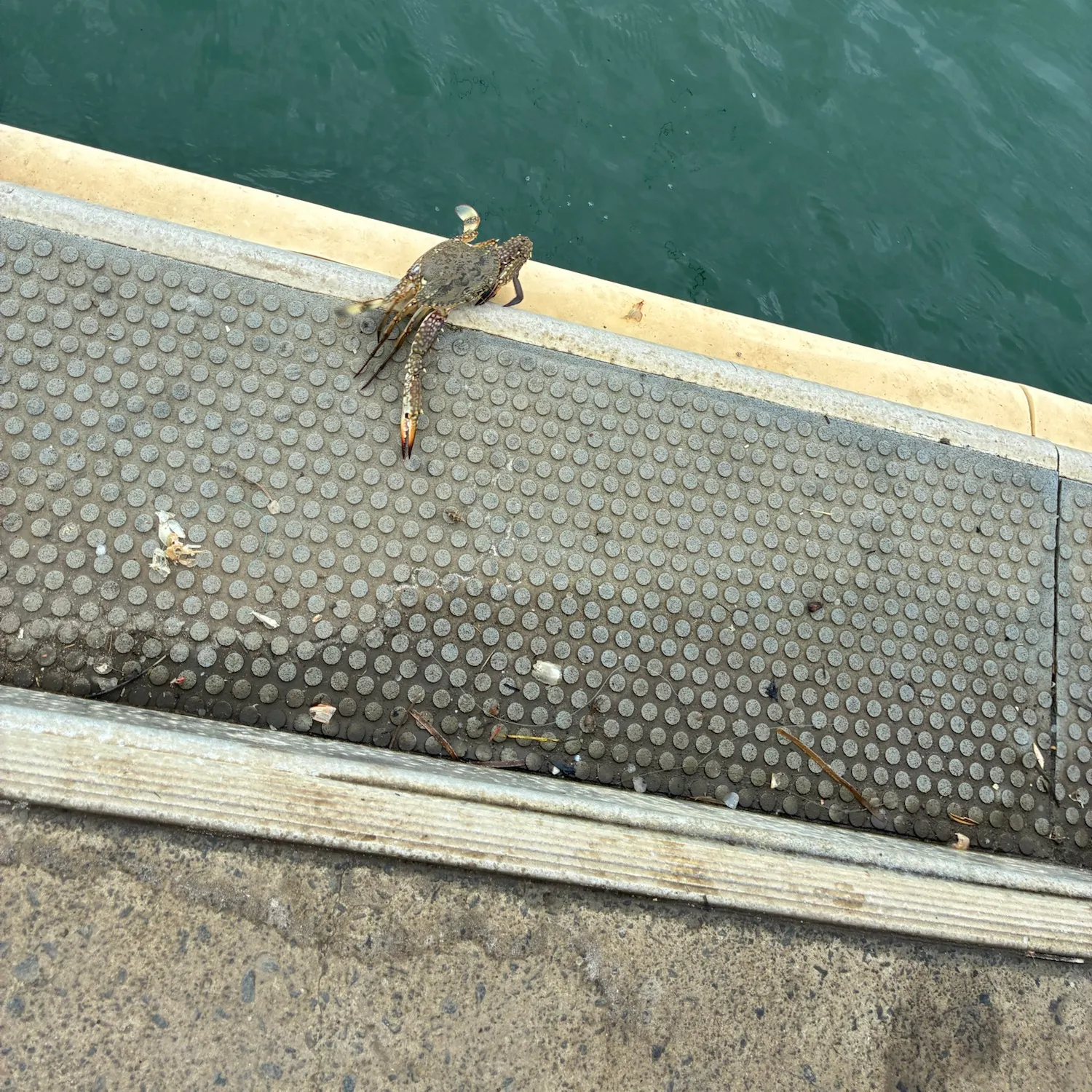 The most recent Blue swimmer crab catches on Fishbrain