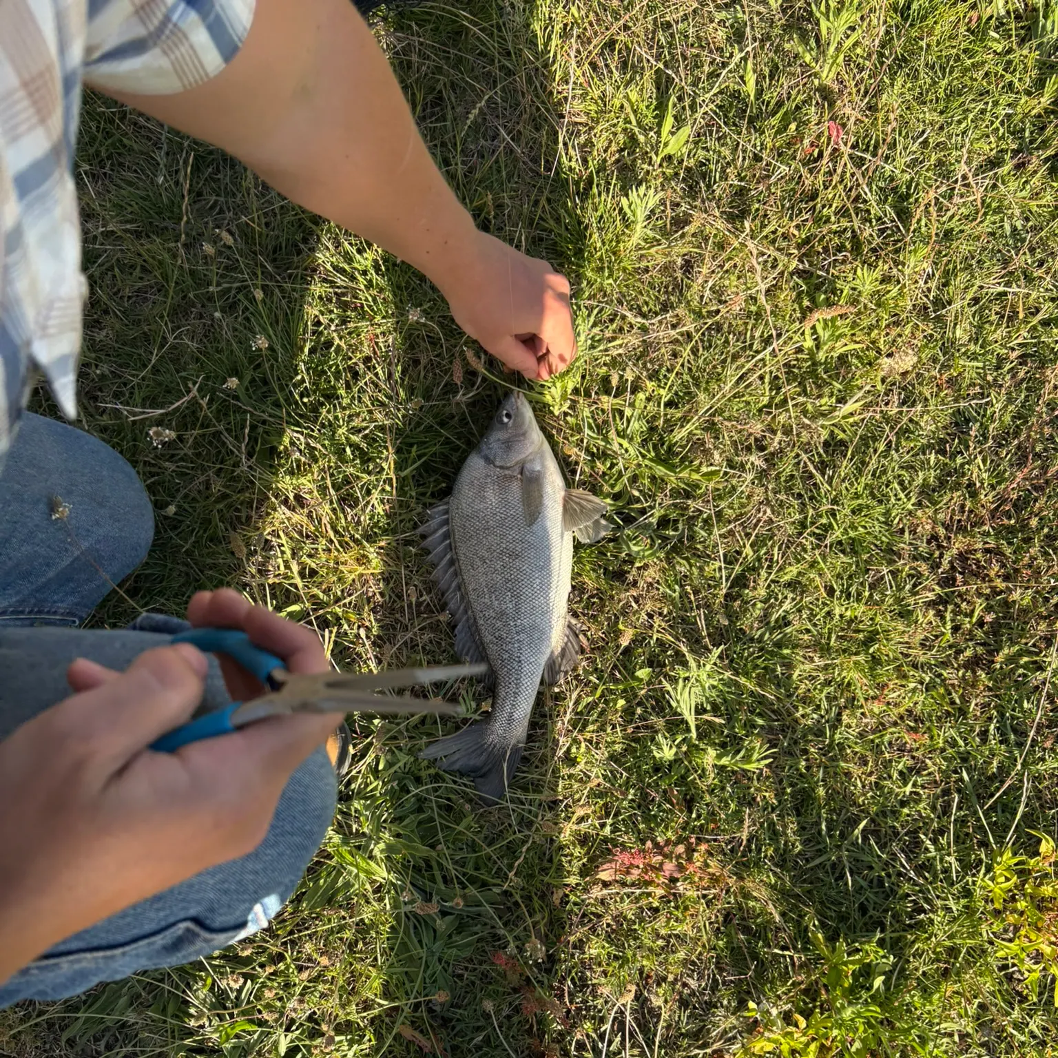The most recent Bidyan perch catches on Fishbrain