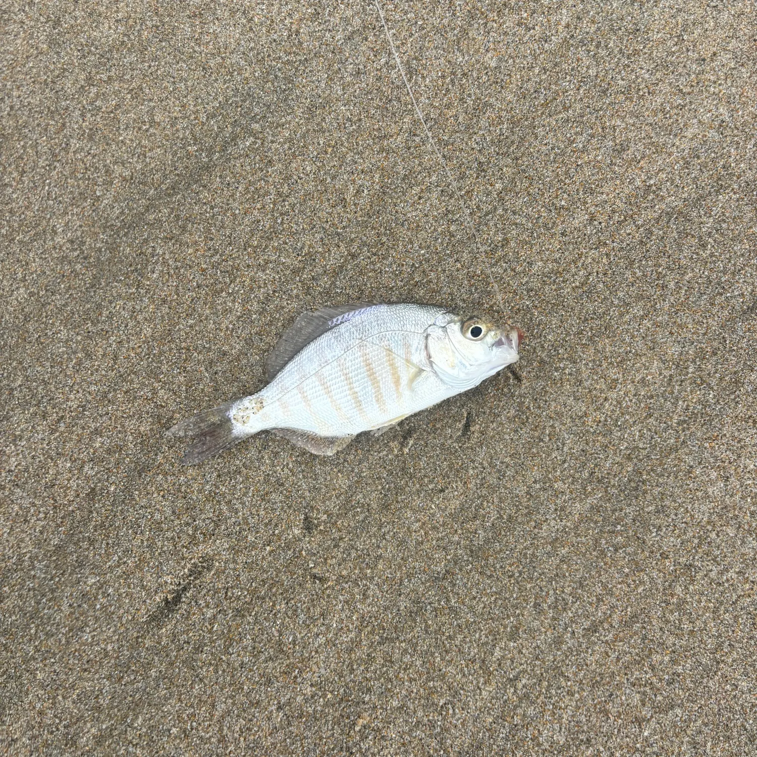 The most recent Barred surfperch catches on Fishbrain