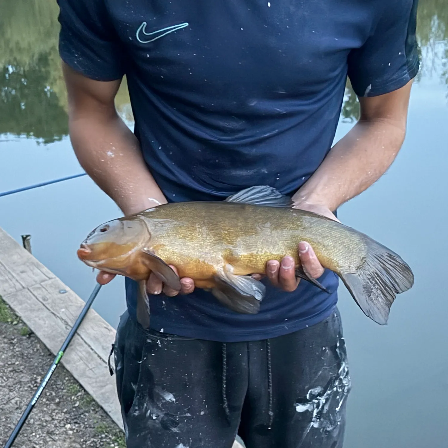Tench caught on Fishbrain