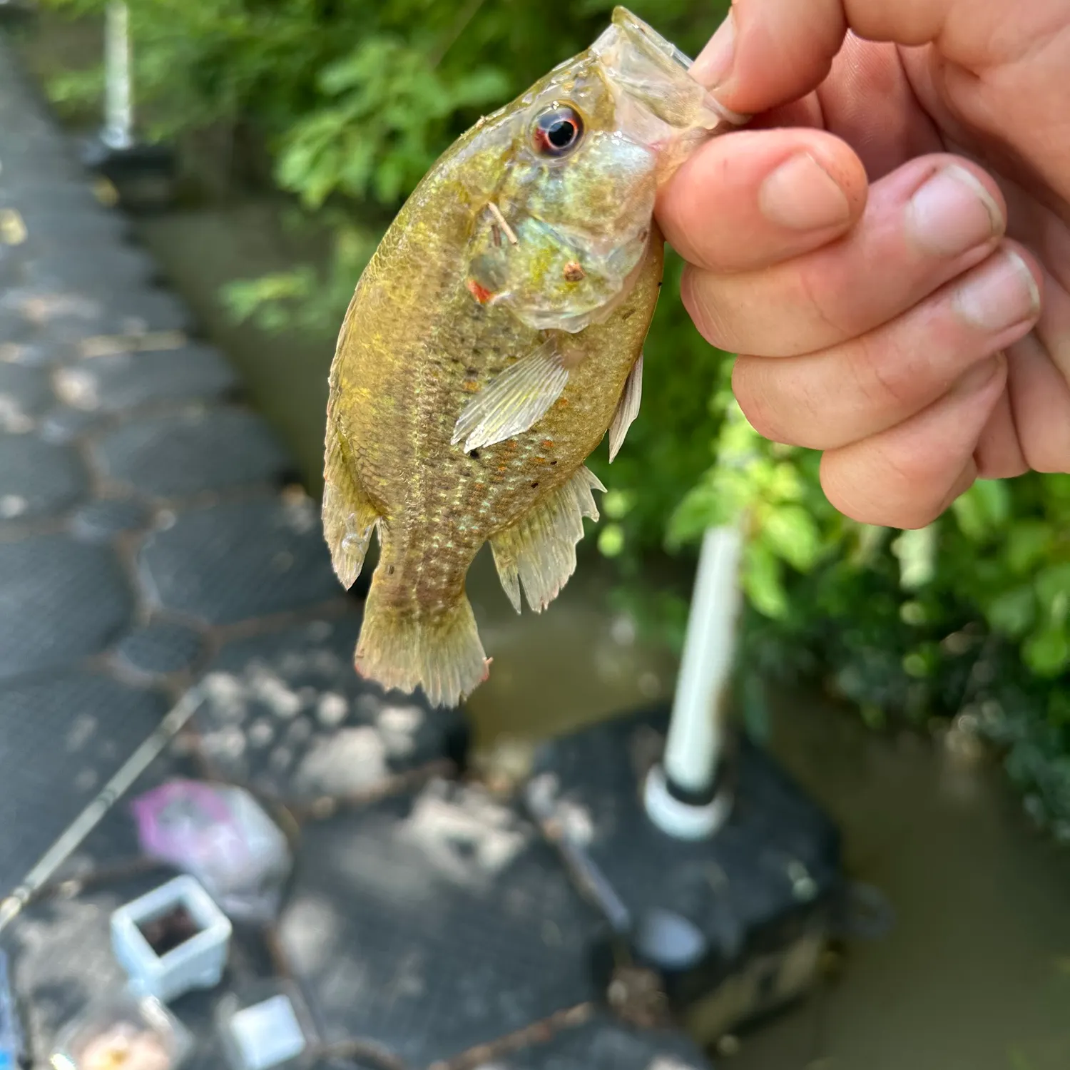 catch