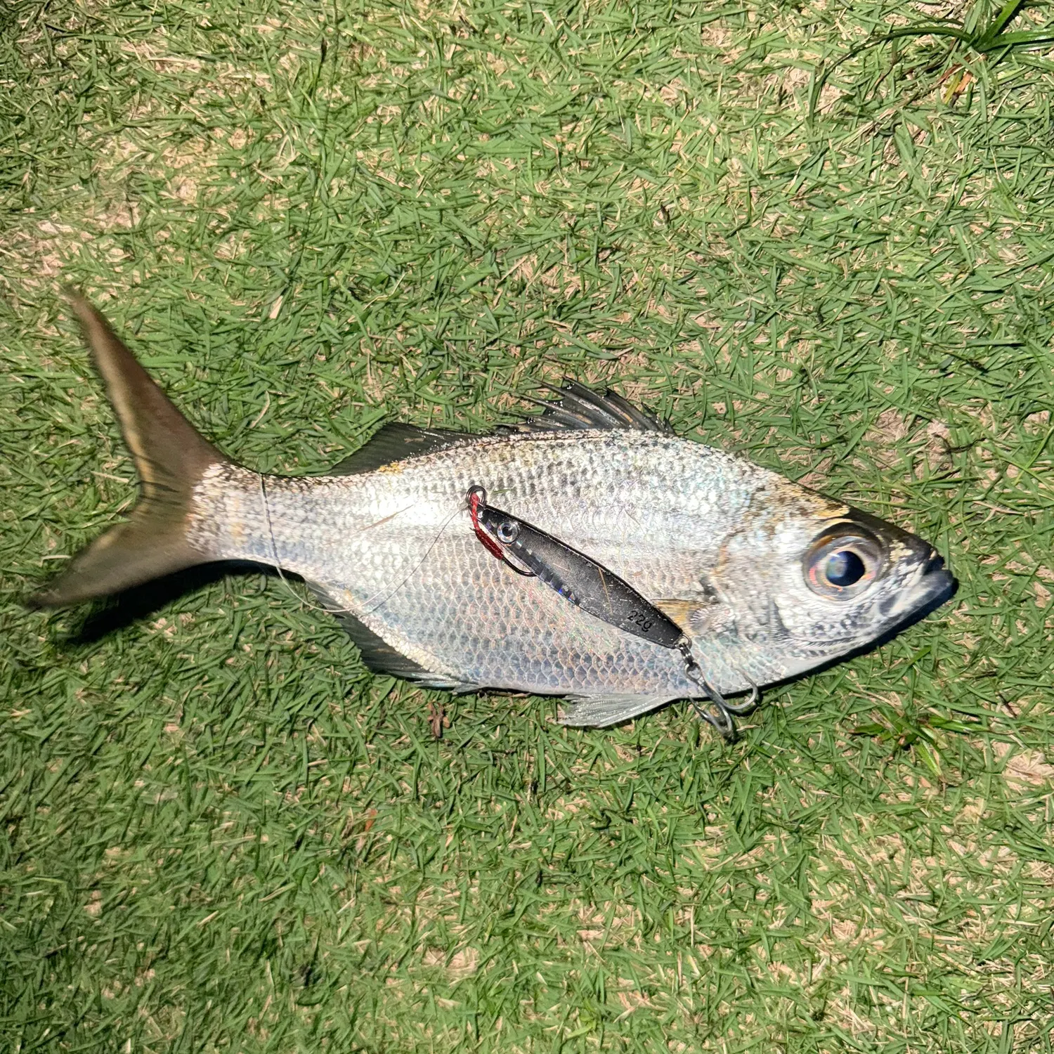 Reticulated flagtail caught on Fishbrain