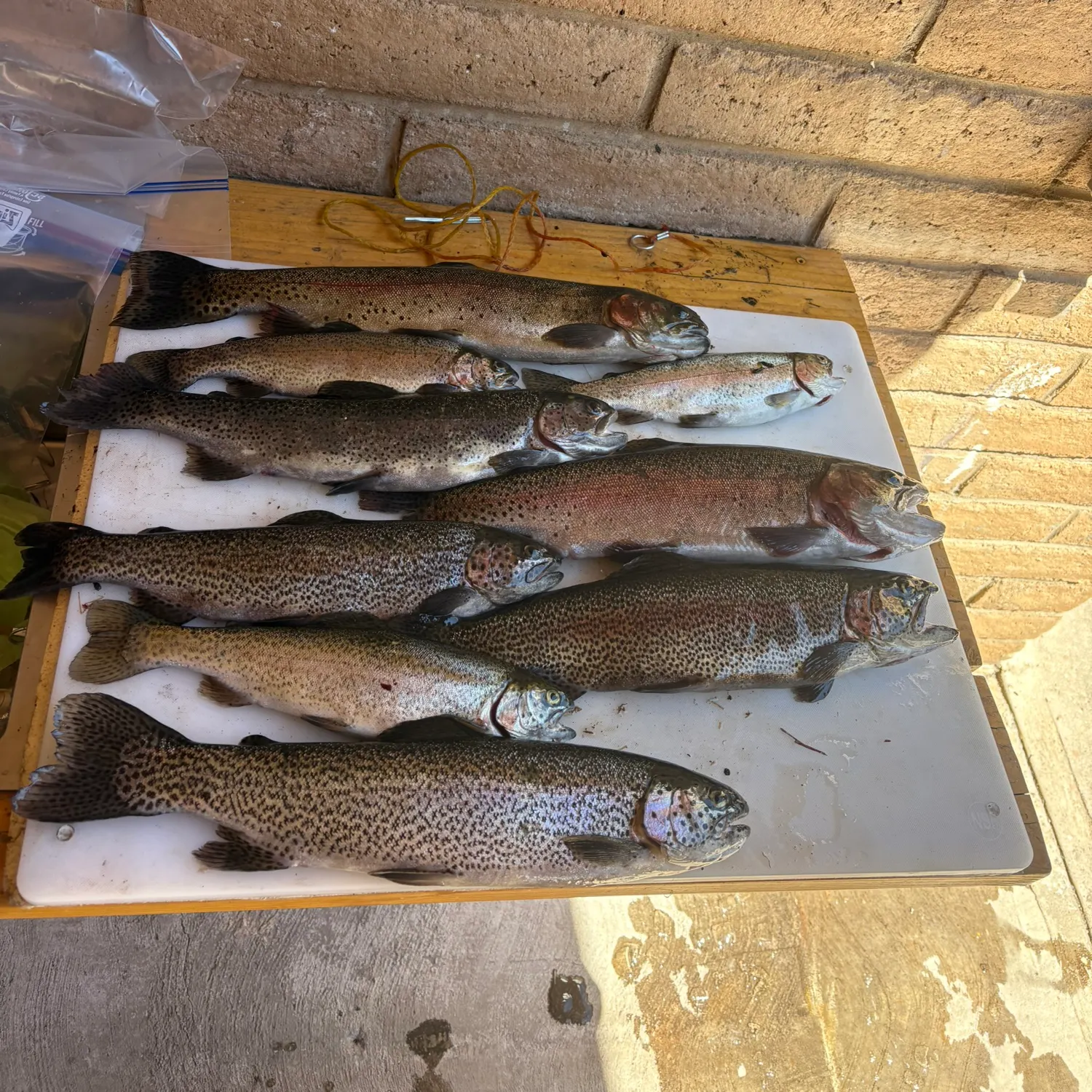 recently logged catches