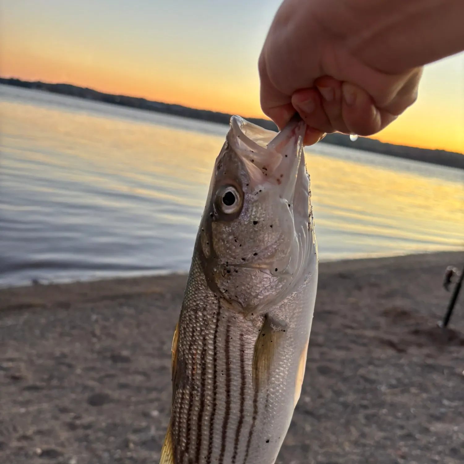 Striped bass caught on Fishbrain