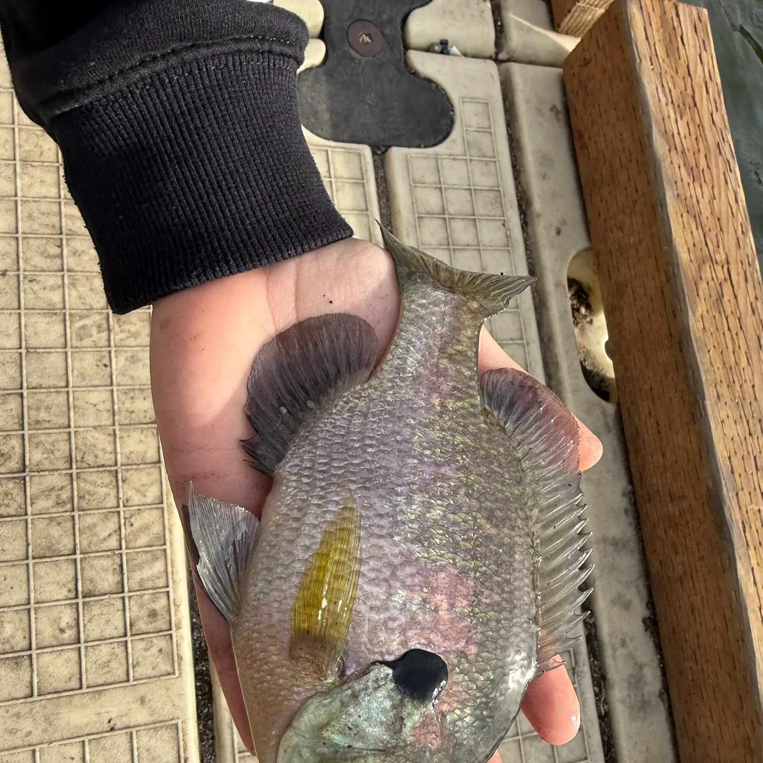Bluegill caught on Fishbrain
