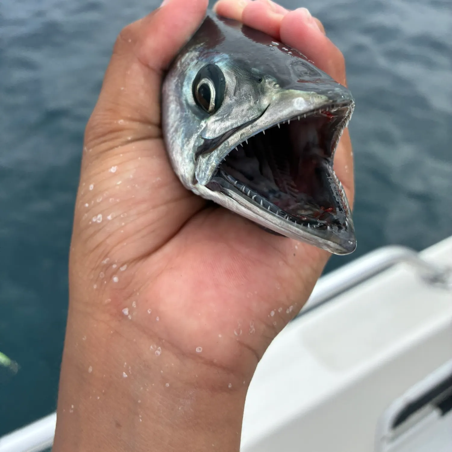 Pacific bonito caught on Fishbrain
