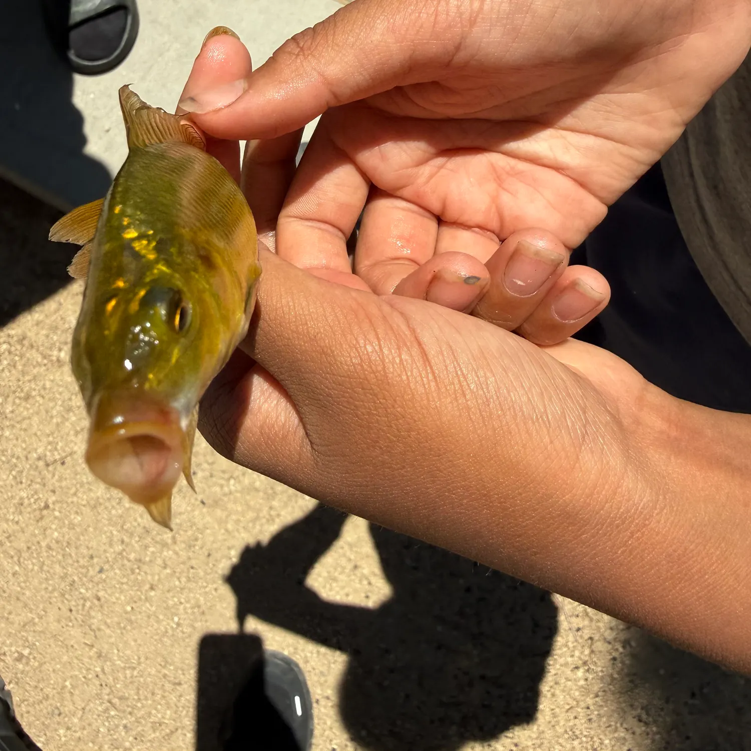 catch